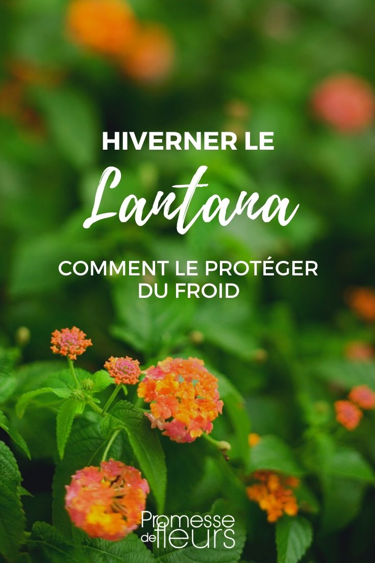 Lantana: cómo protegerlo del frío en invierno