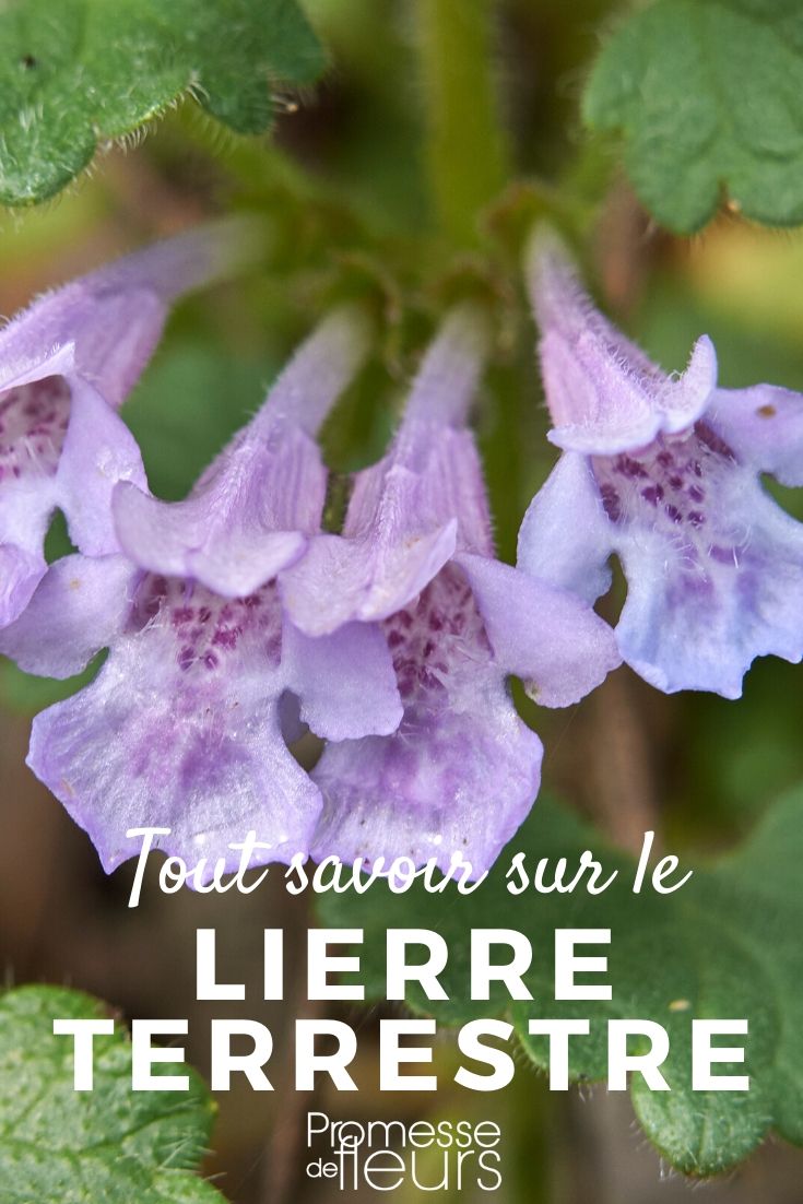**Glechoma: Todo lo que necesitas saber**

El **Glechoma**, también conocido como **hiedra terrestre**, es una planta perenne de la familia de las Lamiaceae. Es apreciada por su follaje decorativo y su capacidad para cubrir rápidamente el suelo, lo que la convierte en una excelente opción para jardines y espacios verdes. A continuación, te contamos todo lo que necesitas saber sobre esta planta versátil.

### Características principales
- **Nombre científico**: Glechoma hederacea  
- **Familia**: Lamiaceae  
- **Origen**: Europa y Asia  
- **Tipo de planta**: Perenne, rastrera  
- **Altura**: 10-20 cm  
- **Crecimiento**: Rápido  

### Usos en el jardín
El Glechoma es ideal para:
- Cubrir suelos en zonas sombreadas.  
- Decorar bordes de caminos o rocallas.  
- Crear macizos de bajo mantenimiento.  
- Plantar en macetas colgantes por su efecto cascada.  

### Cuidados básicos
- **Luz**: Prefiere sombra parcial, aunque tolera el sol si el suelo está húmedo.  
- **Suelo**: Bien drenado, fresco y rico en materia orgánica.  
- **Riego**: Regular, manteniendo el suelo ligeramente húmedo.  
- **Resistencia**: Soporta bien el frío (hasta -15°C).  

### Multiplicación
El Glechoma se propaga fácilmente por:
- **División de matas**: En primavera u otoño.  
- **Esquejes**: Corta tallos y plántalos en tierra húmeda.  
- **Semillas**: Menos común, pero posible en primavera.  

### Curiosidades
- Es una planta medicinal tradicional, utilizada para tratar problemas respiratorios y digestivos.  
- Sus hojas tienen un aroma mentolado y pueden usarse en infusiones.  
- Atrae a polinizadores como abejas y mariposas.  

### Precauciones
Aunque es una planta resistente, puede volverse invasiva en algunas regiones. Controla su crecimiento para evitar que domine otras especies en tu jardín.  

En resumen, el Glechoma es una planta ornamental y funcional, perfecta para añadir un toque verde y natural a cualquier espacio. ¡Anímate a cultivarla y disfruta de sus múltiples beneficios! ????
