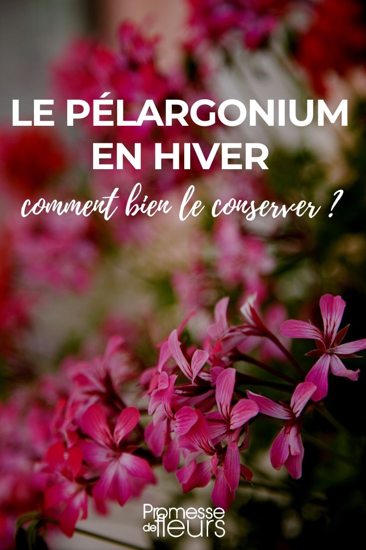 **Cuidado del Pelargonium o Geranio**

El Pelargonium, comúnmente conocido como geranio, es una planta popular en jardines y balcones debido a su floración abundante y su fácil mantenimiento. Aquí tienes algunos consejos para cuidar tus geranios y mantenerlos saludables y llenos de flores:

1. **Ubicación y luz**:  
   Los geranios necesitan mucha luz solar para florecer. Colócalos en un lugar donde reciban al menos 6 horas de sol directo al día. Si los cultivas en interiores, elige una ventana orientada al sur.

2. **Riego**:  
   Riega regularmente, pero evita el encharcamiento. Deja que la capa superior del sustrato se seque ligeramente entre riegos. En verano, puede ser necesario regar cada dos días, mientras que en invierno el riego debe ser más espaciado.

3. **Sustrato y abono**:  
   Usa un sustrato bien drenado y rico en nutrientes. Añade abono líquido para plantas con flores cada 15 días durante la temporada de crecimiento (primavera y verano) para estimular la floración.

4. **Poda y limpieza**:  
   Retira las flores marchitas y las hojas secas para fomentar nuevas floraciones y prevenir enfermedades. A finales del invierno, realiza una poda ligera para mantener la planta compacta y estimular el crecimiento.

5. **Protección en invierno**:  
   Los geranios son sensibles a las heladas. Si vives en una zona con inviernos fríos, protégelos llevándolos al interior o cubriéndolos con un plástico.

Siguiendo estos consejos, tus geranios lucirán espectaculares durante toda la temporada. ¡Disfruta de su belleza y color en tu jardín o balcón! ????