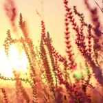 Salicaria, Lythrum: plantar y cuidar