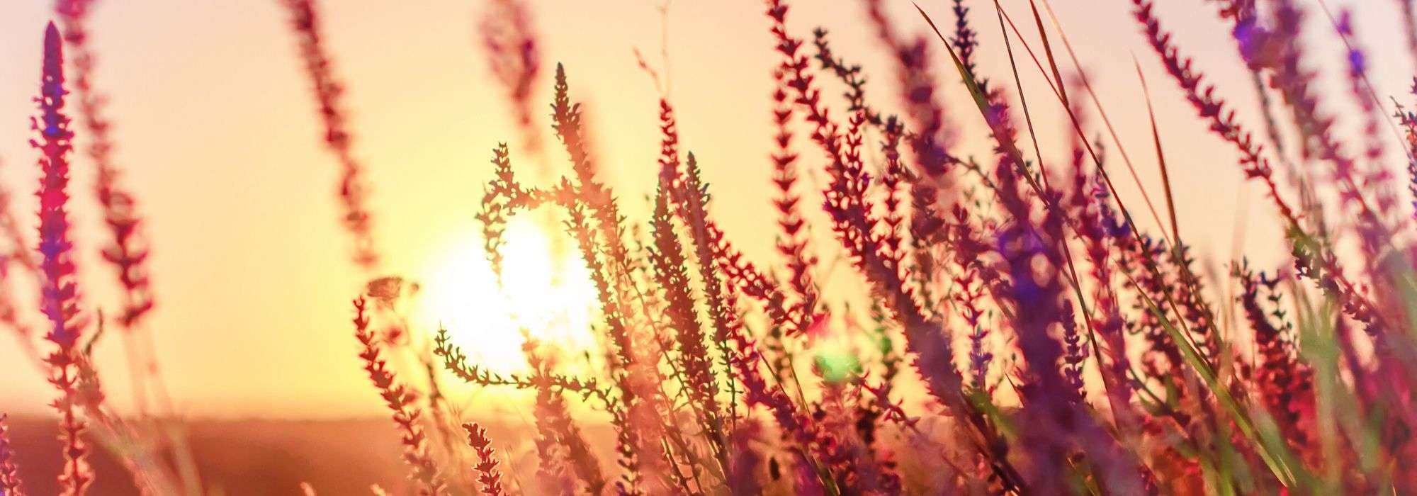 Salicaria, Lythrum: plantar y cuidar