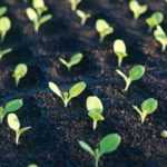 Siembra en interior: herramientas y accesorios útiles y prácticos