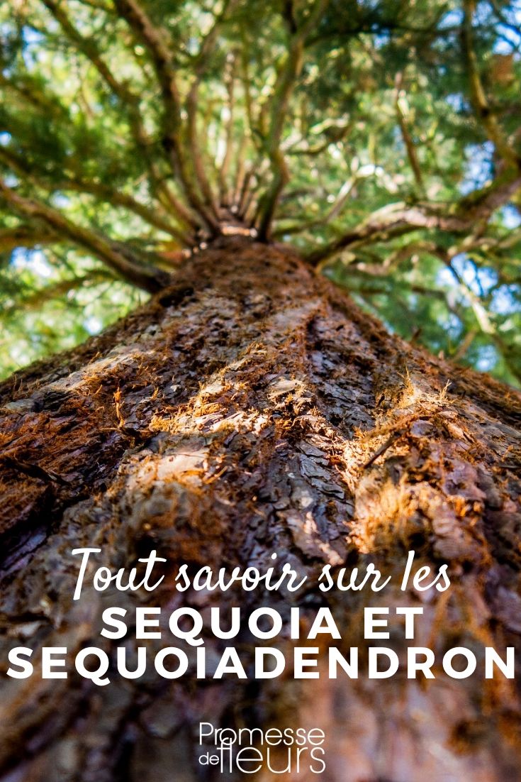 Secuoya y Sequoiadendron: Todo lo que necesitas saber