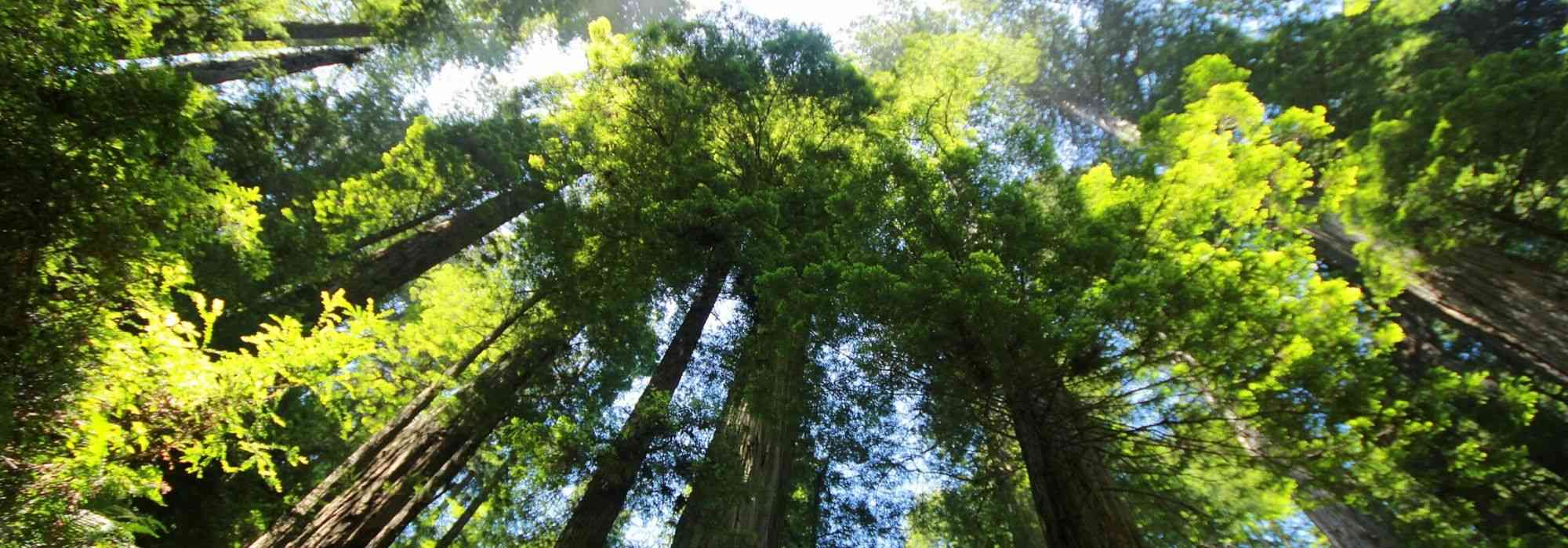 Sequoias y Sequoiadendrons: plantar, podar y cuidar