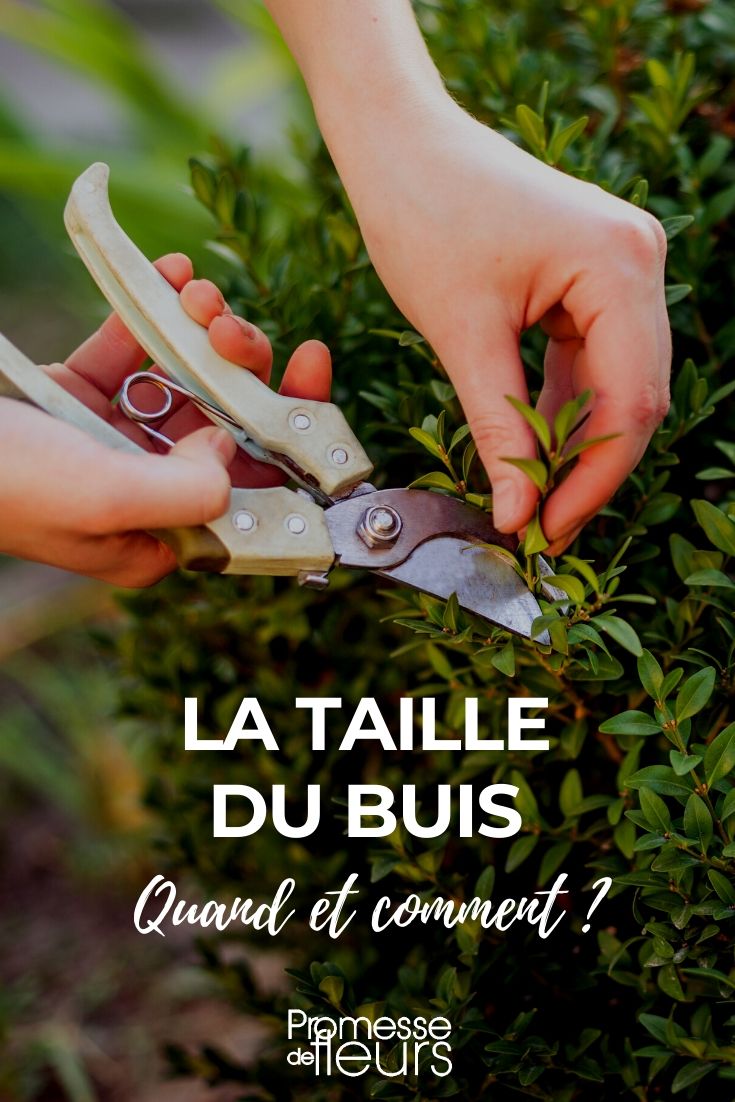 **Cuándo y cómo podar el boj**

El boj es un arbusto popular en los jardines por su versatilidad y su capacidad para ser moldeado en diversas formas. Sin embargo, para mantenerlo saludable y con un aspecto impecable, es esencial saber cuándo y cómo podarlo. Aquí te ofrecemos una guía práctica.

### **Cuándo podar el boj**
1. **Primavera (marzo-abril)**: Es el momento ideal para una poda de mantenimiento. El clima es suave y el boj comienza su crecimiento activo.
2. **Verano (junio-julio)**: Realiza una segunda poda para mantener la forma y controlar el crecimiento excesivo.
3. **Otoño (septiembre-octubre)**: Una poda ligera puede ayudar a preparar el arbusto para el invierno, pero evita cortes drásticos.

### **Cómo podar el boj**
1. **Herramientas necesarias**: Usa tijeras de podar afiladas y desinfectadas para evitar enfermedades.
2. **Forma deseada**: Decide la forma que quieres darle (seto, bola, espiral, etc.) y comienza recortando las ramas más largas.
3. **Técnica de poda**: Corta siempre por encima de un nudo o yema, en un ángulo de 45 grados, para favorecer el crecimiento.
4. **Limpieza**: Retira las ramas y hojas cortadas para evitar la acumulación de humedad y posibles enfermedades.

Con estos consejos, tu boj lucirá siempre impecable y saludable. ¡Manos a la obra! ????✂️