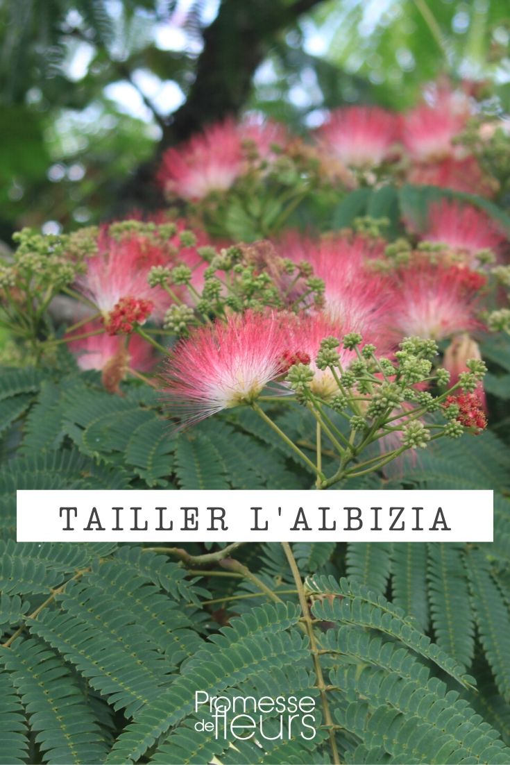 Tamaño del albizia