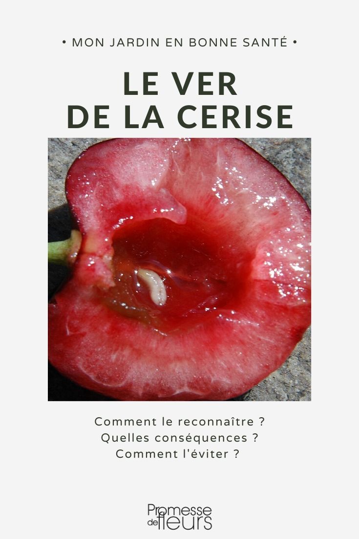 Gusano de la cereza: prevención y tratamiento