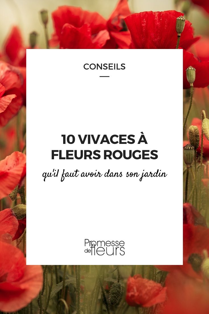 flores rojas: las vivaces imprescindibles
