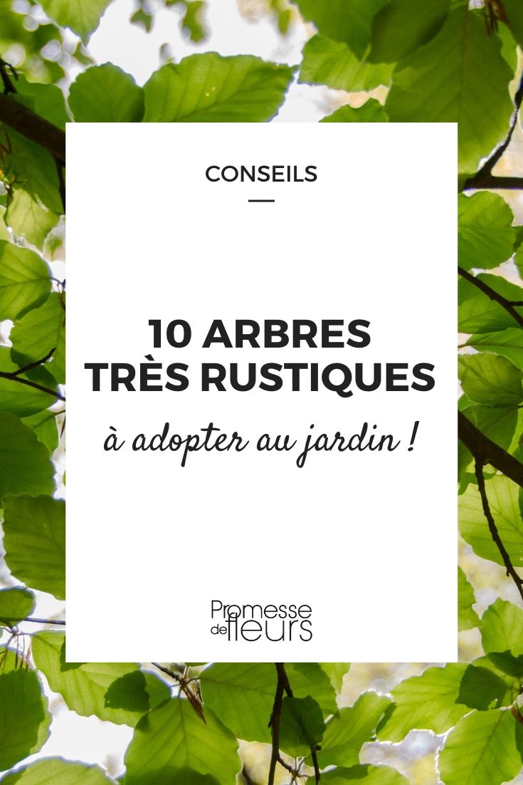 10 árboles muy resistentes para todos los jardines