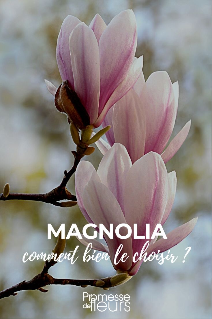 Magnolia: cómo elegirlo bien