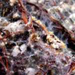 Las micorrizas: ¿qué son? ¿Para qué sirven?