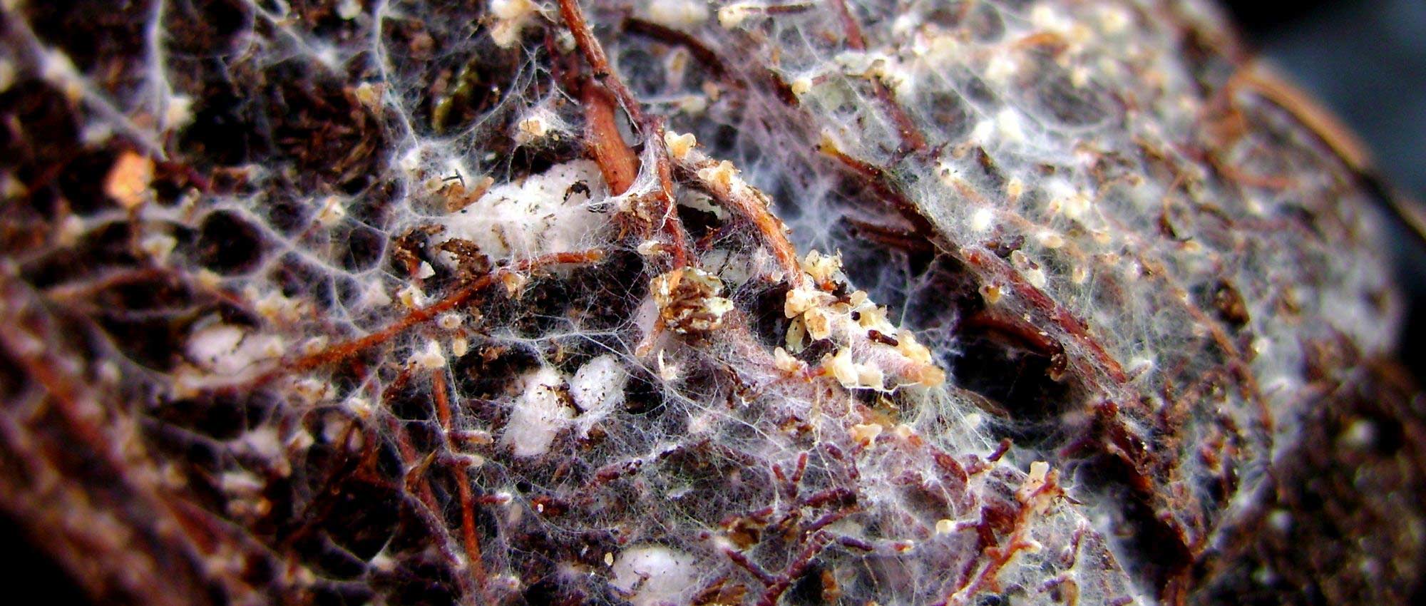 Las micorrizas: ¿qué son? ¿Para qué sirven?