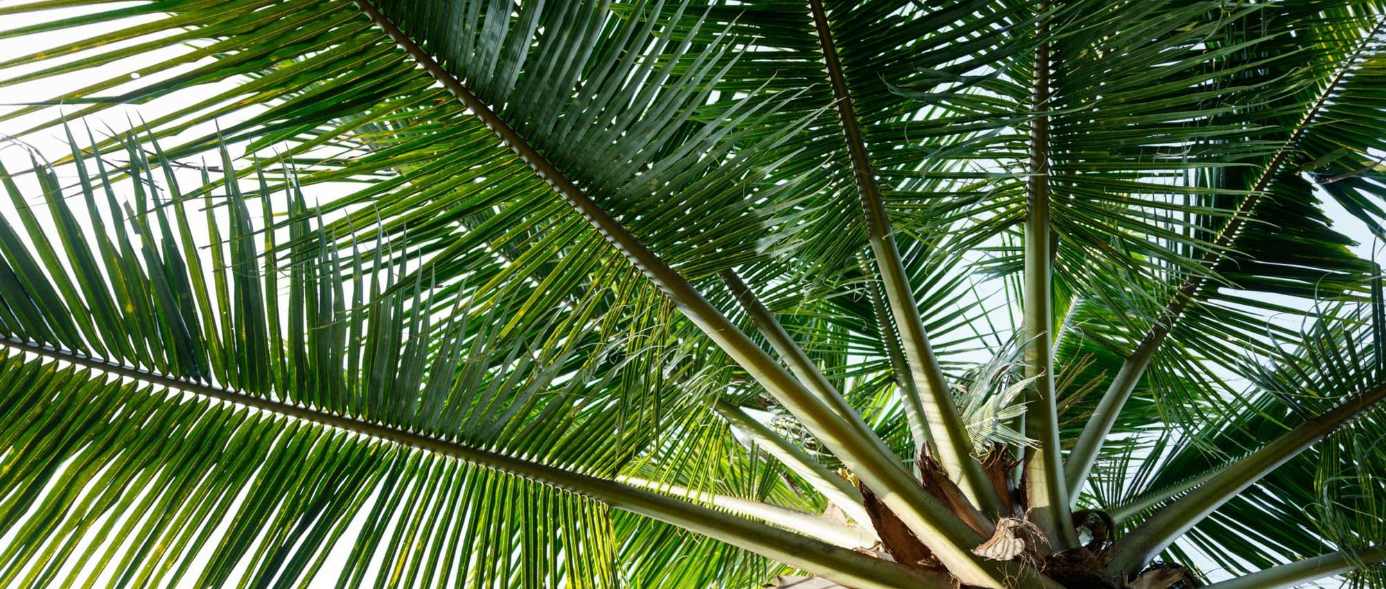 ¿Qué palmera elegir para mi jardín?
