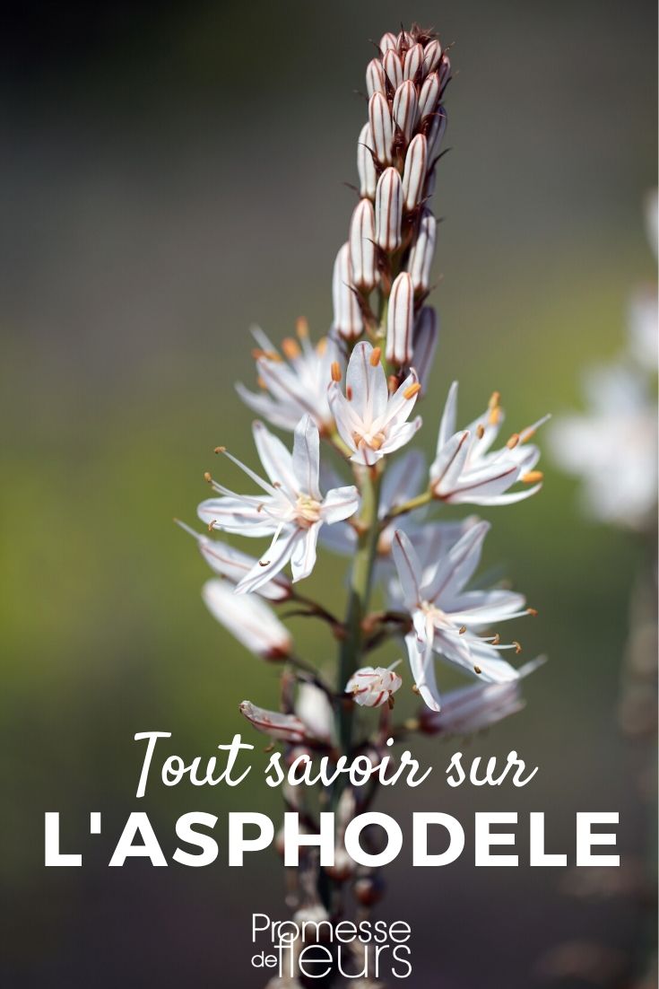 Asfódelo: ficha de cultivo