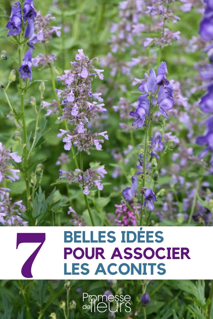 Aconitum: ideas de asociación