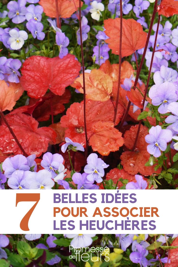 Heuchera: ideas de asociaciones
