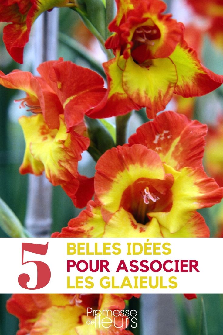 Gladiolos: ideas para combinarlos