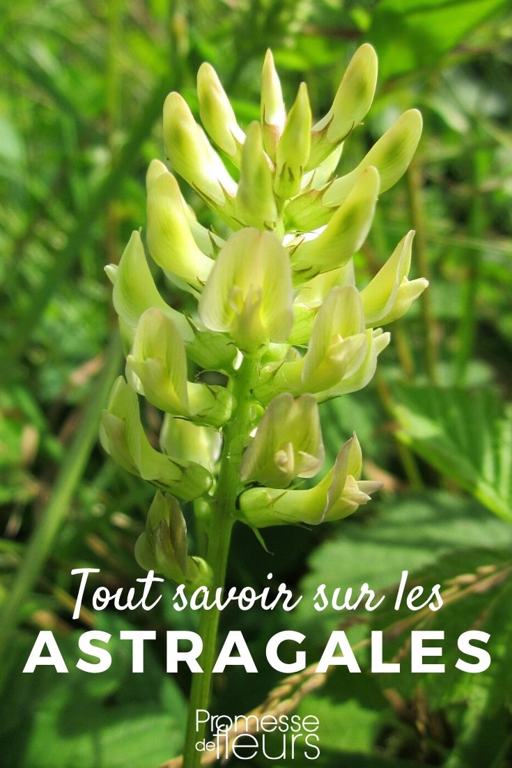 ástrágalo: todo lo que necesitas saber