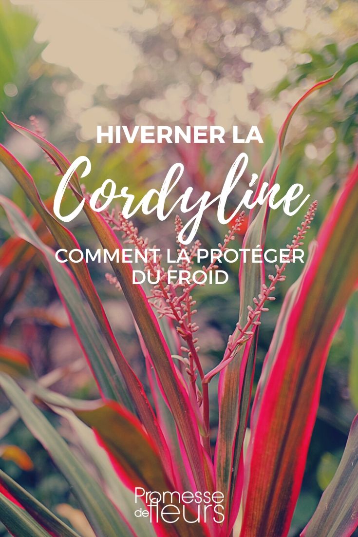 Cordyline: cómo protegerla del frío en invierno
