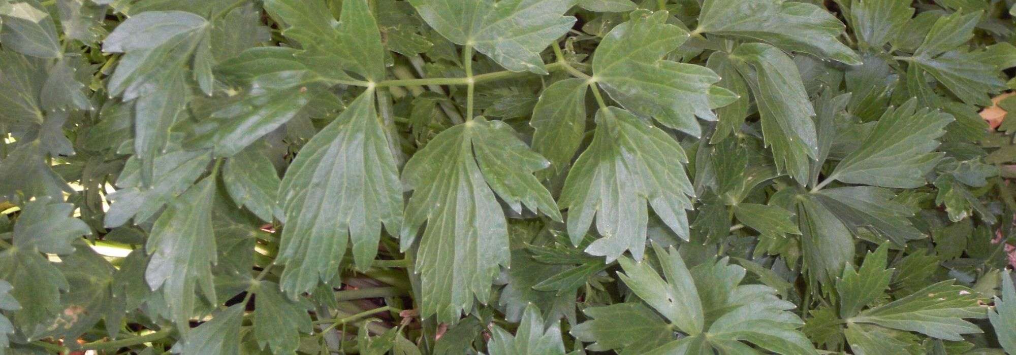Levístico, apio de monte: sembrar, plantar, cultivar