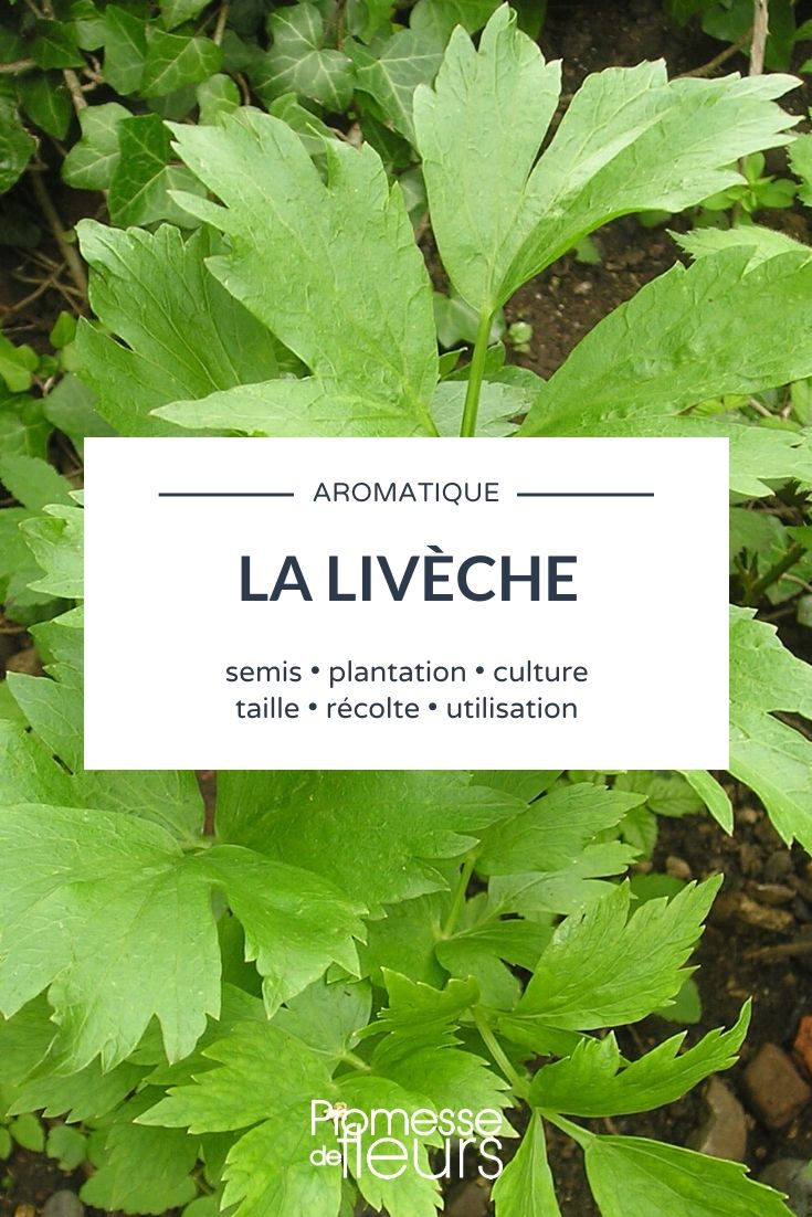 Ache des montagnes, apio perenne: todo lo que necesitas saber