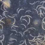 Control biológico, nematodos auxiliares: ¿cómo utilizarlos correctamente?