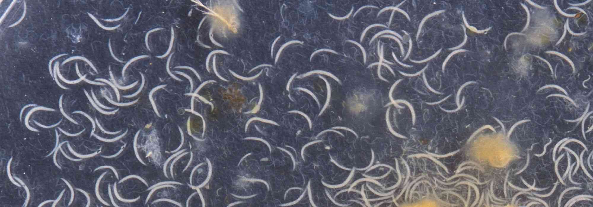 Control biológico, nematodos auxiliares: ¿cómo utilizarlos correctamente?