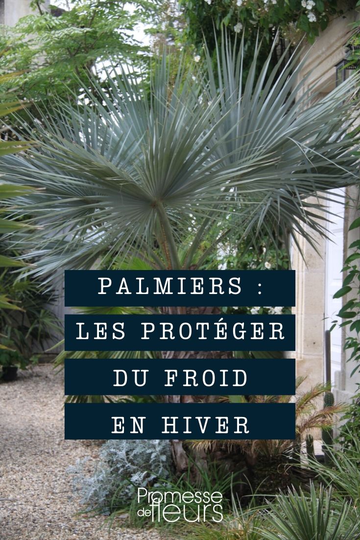 palmera: protegerla del frío
