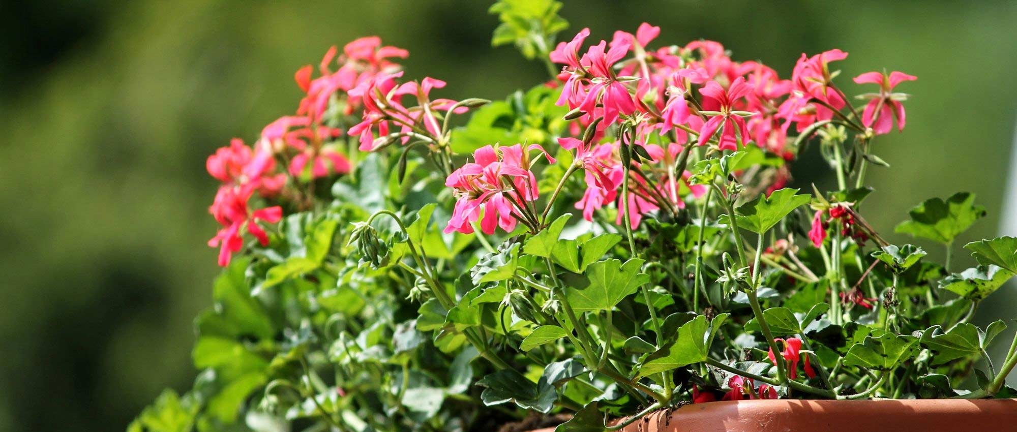 Abono para jardineras y macetas: ¿cuál elegir?