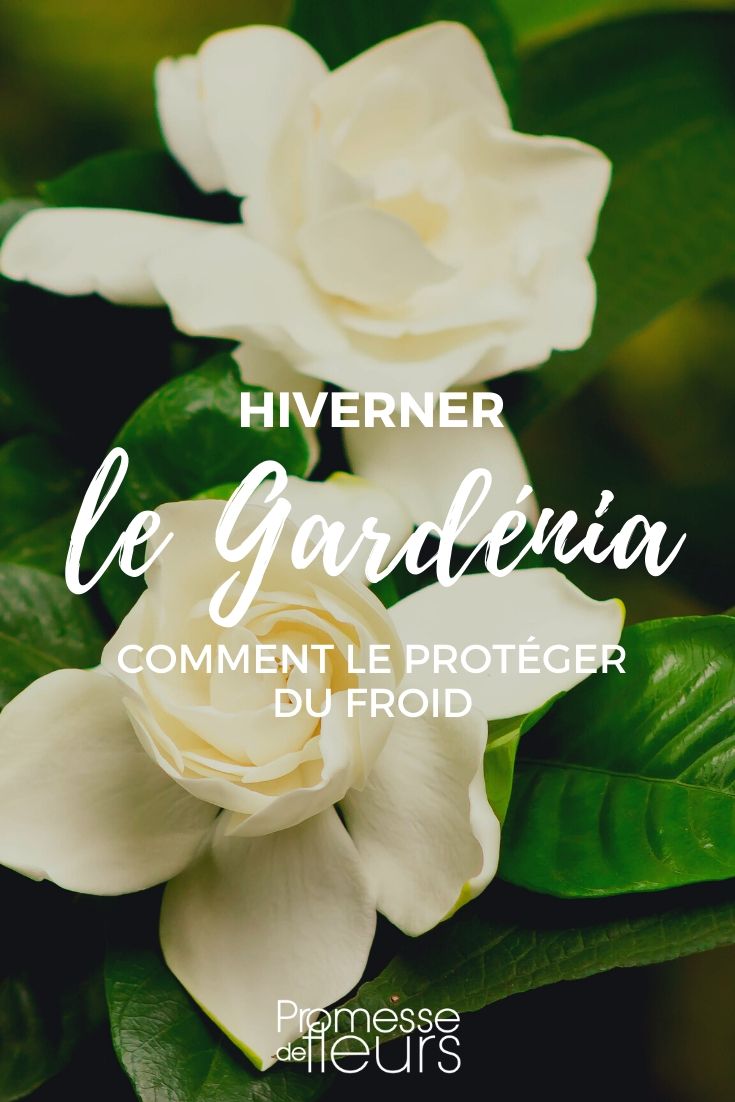 Gardenia: cómo protegerlo de las heladas