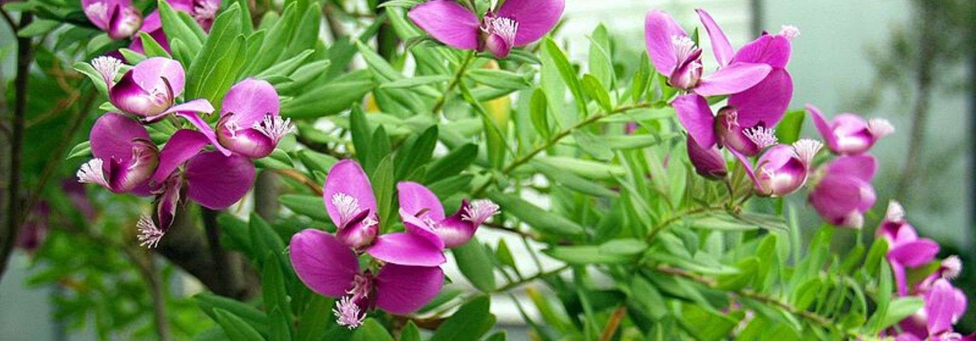Polygala: plantar, podar y cuidar