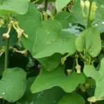 Aristoloquia: plantar, cultivar