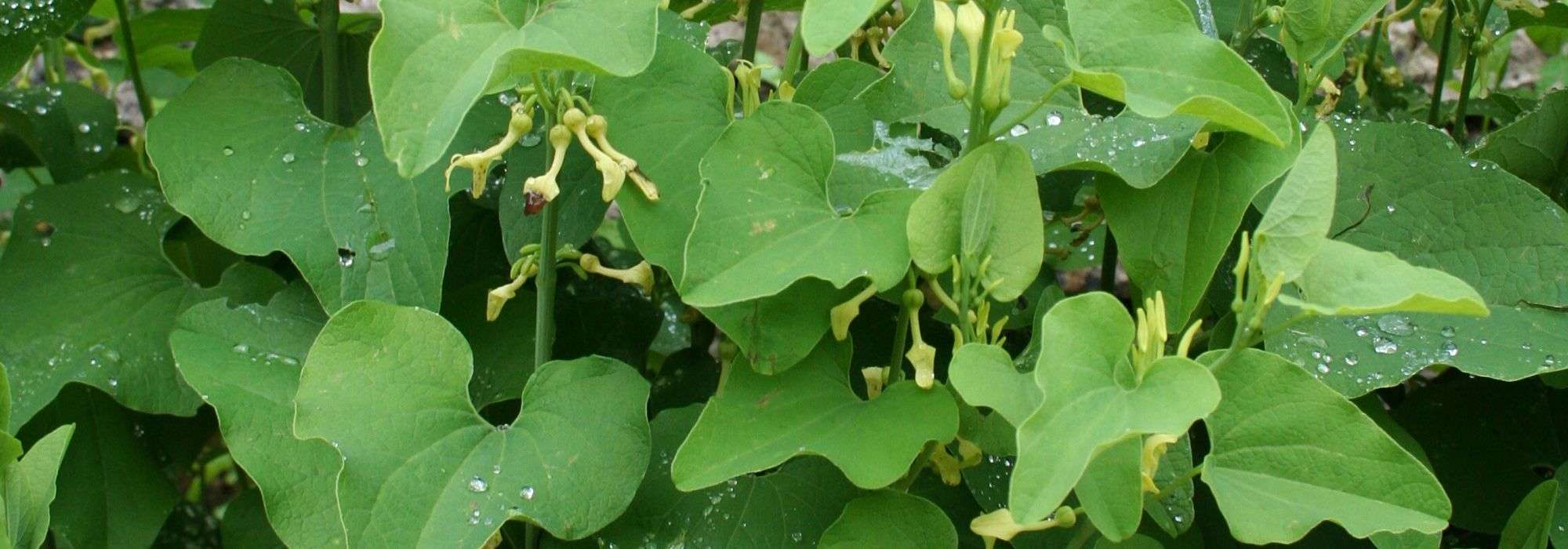 Aristoloquia: plantar, cultivar
