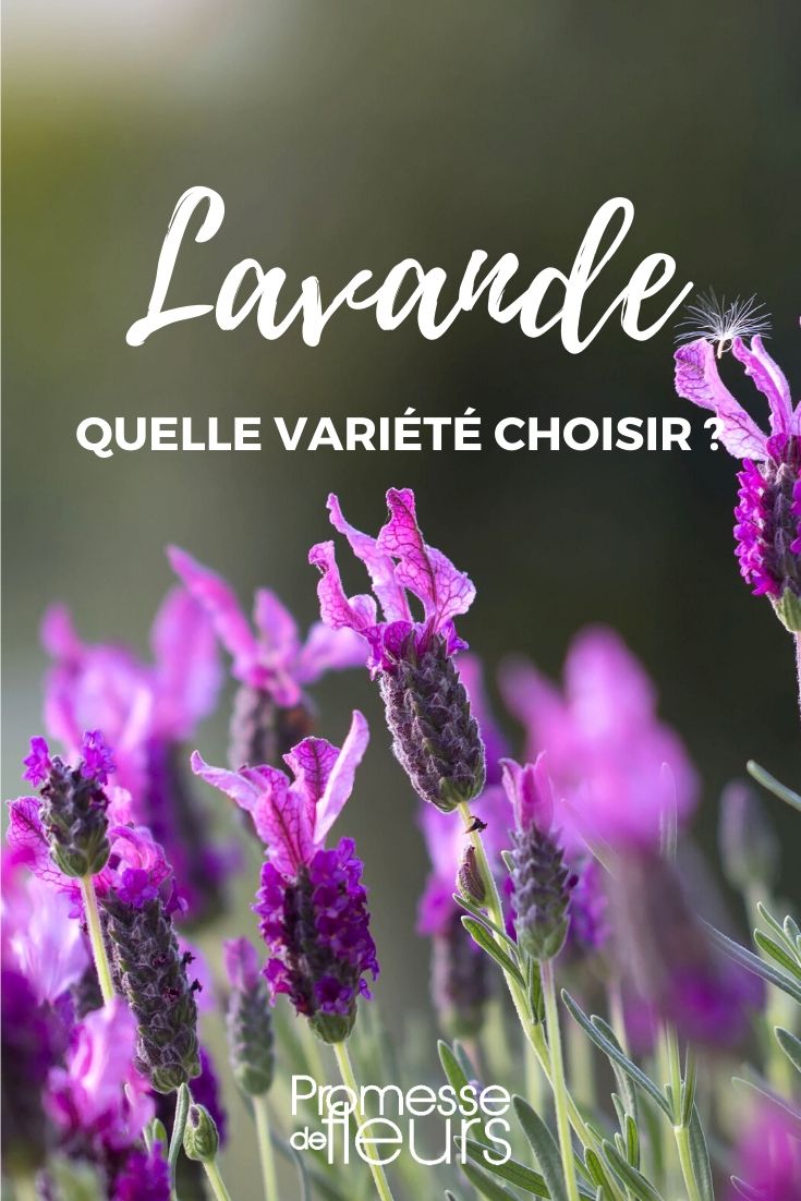 Lavanda: elegir tu variedad
