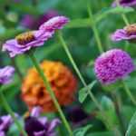 Crear una Jardinera de verano: 7 ideas