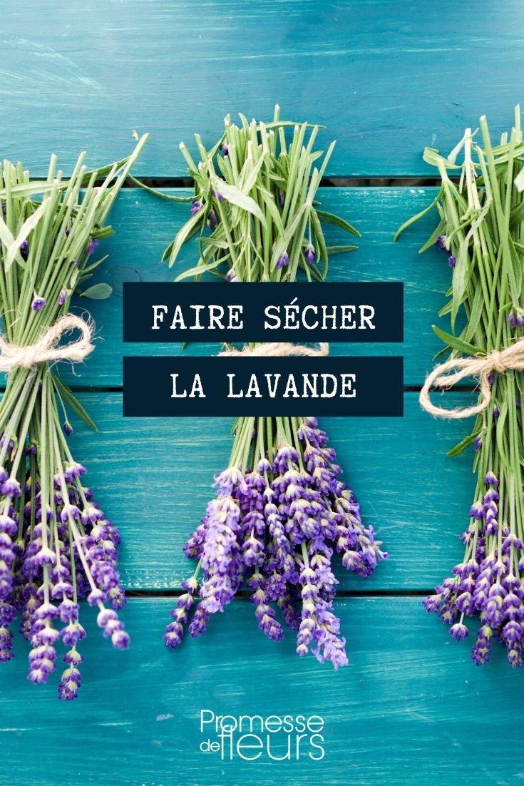 secado de la lavanda