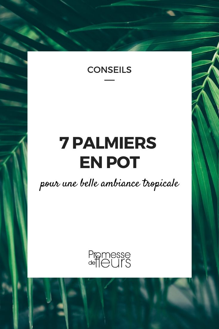 palmera de interior: todo lo que necesitas saber