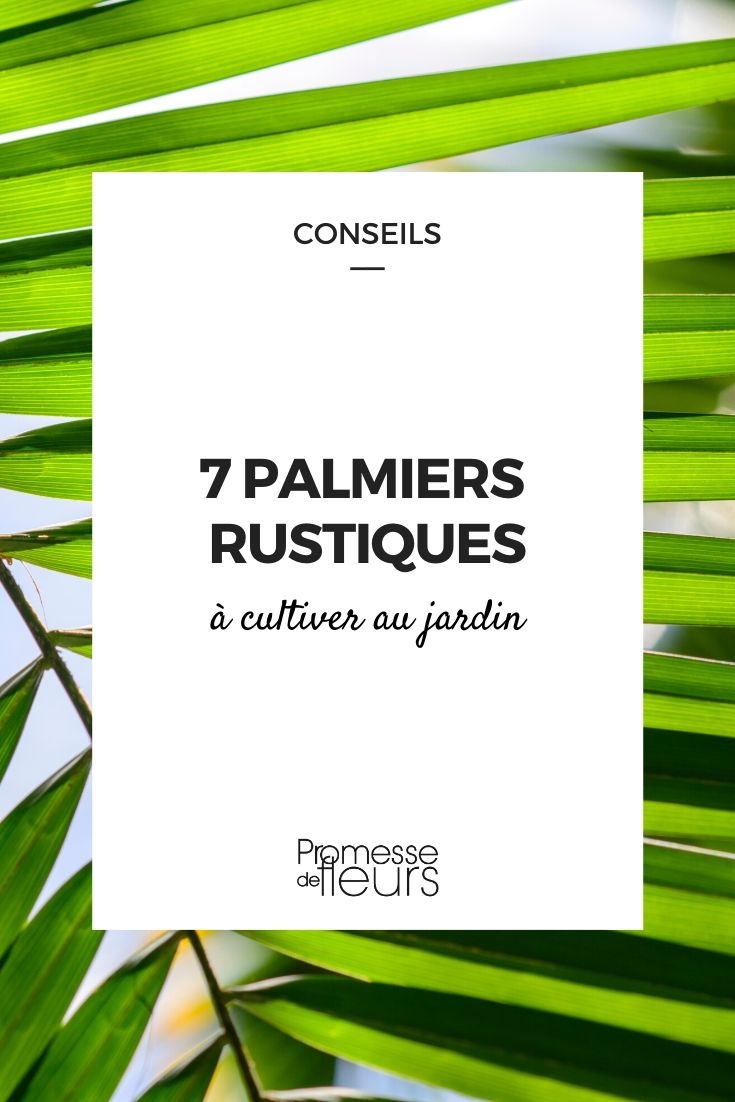palmeras resistentes para cultivar en el jardín