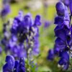 7 plantas tóxicas que conviene conocer antes de plantarlas en el jardín