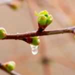 Indicadores fenológicos: ¿qué son?