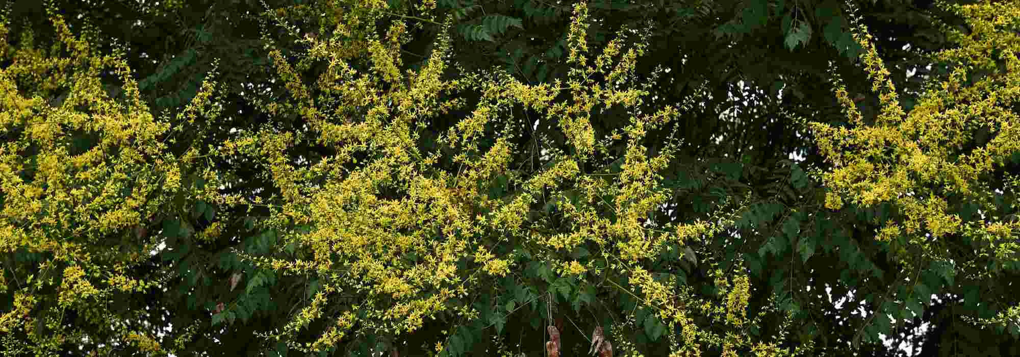 Jabonerillo, Koelreuteria: plantación, cuidados
