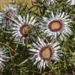 Carlina: plantar, cultivar