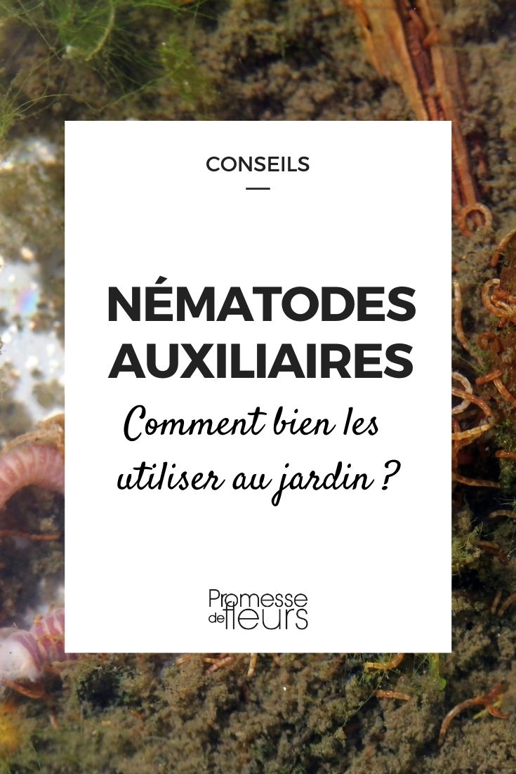 Nematodos auxiliares: ¿cómo utilizarlos correctamente en el jardín? Nuestros consejos