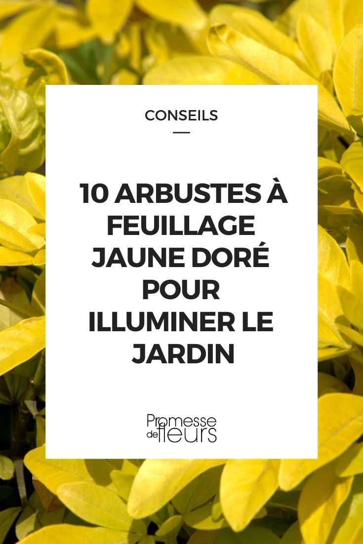 10 arbustos de follaje amarillo dorado para iluminar el jardín