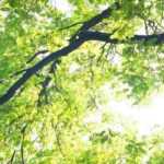 10 árboles muy resistentes y tolerantes al frío