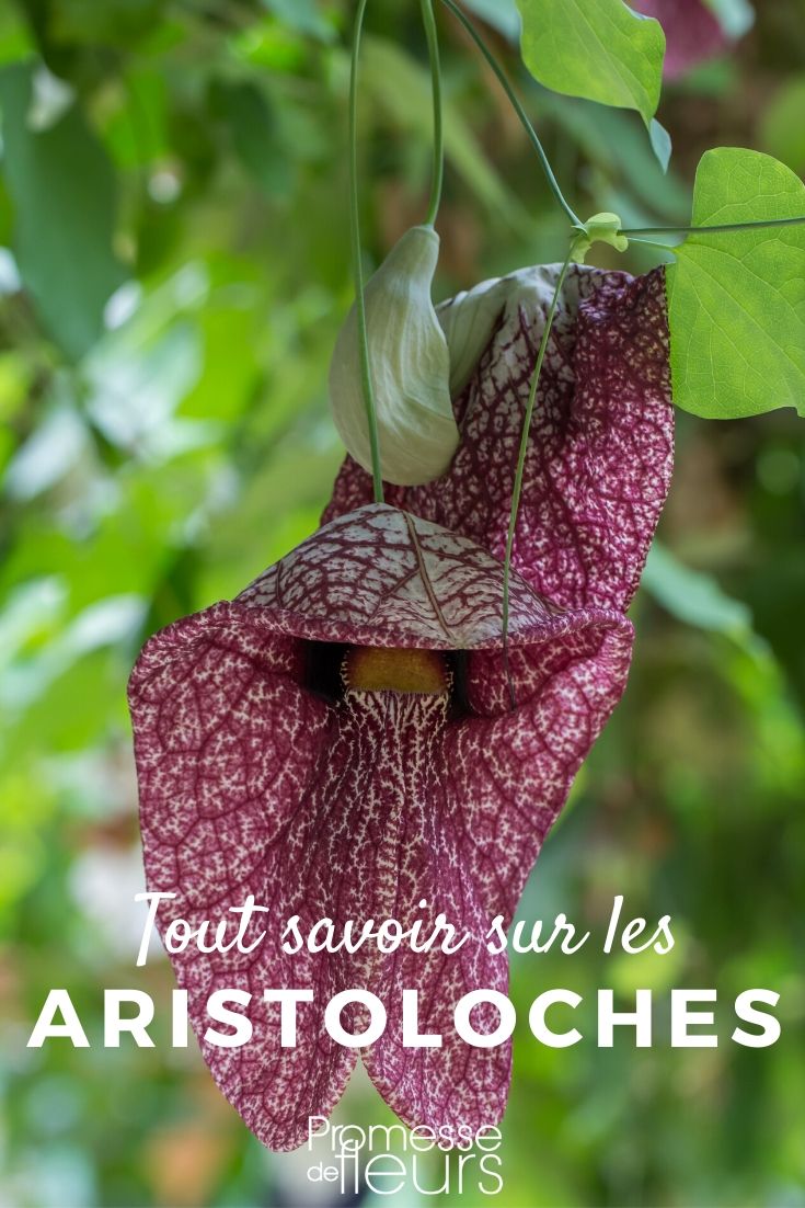 Todo lo que necesitas saber sobre las aristoloquias