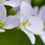 Cardamine: plantar, cultivar