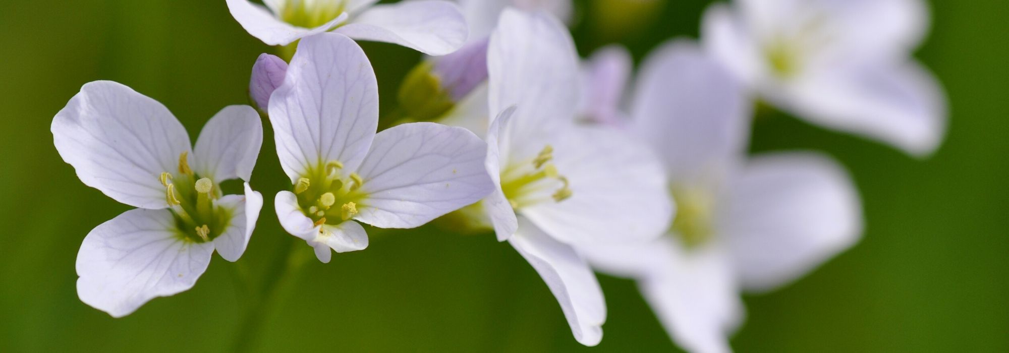 Cardamine: plantar, cultivar