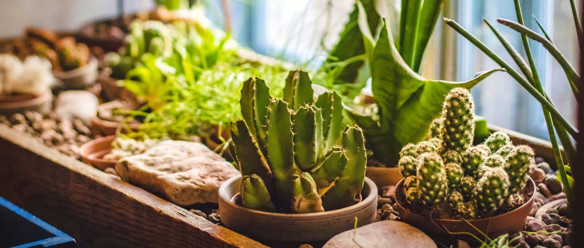 ¿Cómo regar un cactus?