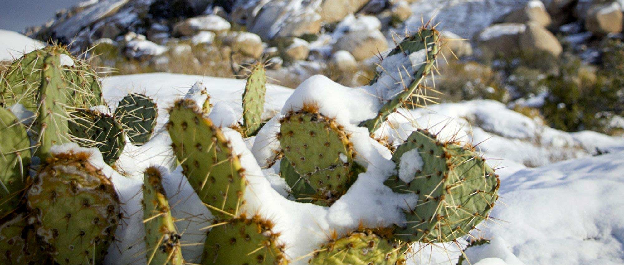 ¿Cómo proteger los cactus en invierno?
